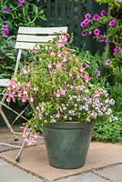 Plants consist of Fuchsia 'Upright Shelford' and Bacopa 'Double Ballerina Pink' Scopia series