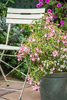 Plants consist of Fuchsia 'Upright Shelford' and Bacopa 'Double Ballerina Pink' Scopia series