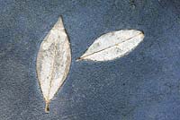 Title: Le Toucher d Or. Prints of golden leafs in black pavement.