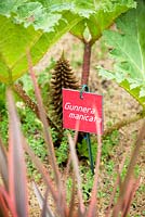 Title: Peches Virtuels. Gunnera manicata with red label