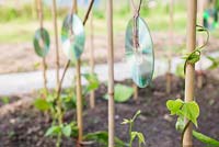 Beans trailing along garden canes with cd's to protect against pests