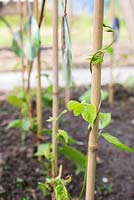 Beans trailing along garden canes with cd's to protect against pests