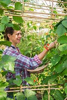 Woman using a hat to collect Runner Bean 'Wisley Magic'. 