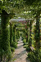 Pergola with climbing roses and clematis 
