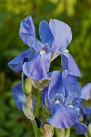 Iris germanica 'Blue Rhythm' 