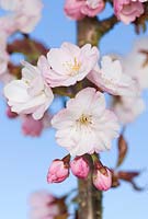 Prunus 'Matsumae-hana-miyako', Pink cherry blossom against blue sky.
