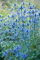 Eryngium x zabelii 'Big Blue', Eryngo, Sea Holly. Perennial, June. Blue flowers.