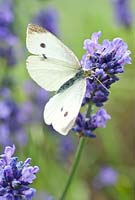 Pieris brassicae, Large White Butterfly feeding on lavender flowers. 