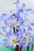 Chionodoxa forbesii 'Blue Giant' - Glory of the snow. Plant where two flowers have more than the normal six petals 