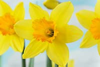 Narcissus 'Armada', Daffodil, Division 2, Large-cupped 