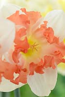 Narcissus 'Sunny Girlfriend', Daffodil,  Division 11a, Split-corona: Collar 
