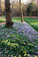 Naturalised Crocus tommasinianus with Narcissus Pseudonarcissus on a sloping bank along stream. Savill gardens Windsor