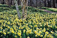 Narcissus pseudonarcissus naturalised. Valley Gardens Windsor