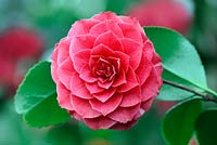 Camellia 'La Pace Rubra'