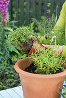 Removing Thymus 'Coccineus' from pot