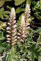 Acanthus mollis 'White Water' with variegated foliage