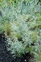 Artemisia absinthium with Carex in silver-grey coloured border edging a black path