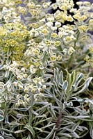 Euphorbia characias 'Burrow Silver'