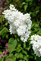 Syringa vulgaris 'Madame Lemoine' - Lilac