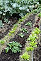 Lasagna gardening - Potato and Salads