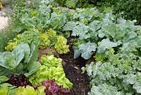 Lasagna gardening - Salads with Cabbages and Milk Thistle