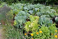 Lasagna gardening - Cabbages and Lettuces with Chives