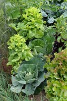 Lasagna gardening - Cabbages and Lettuces