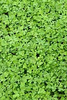 Trigonella foenum-graecum - Fenugreek can also be used as green manure