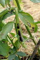 Botrytis fabae - Chocolate spot disease on Broad Bean pod and leaves