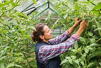 Woman tying in tomatoes to garden cane