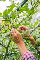 Tying in tomatoes to garden cane
