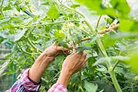 Tying in tomatoes to garden cane