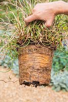 Severely pot bound roots of Juncus effusus 'Spiralis'