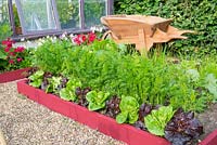 Small raised beds with Lettuces 'Dazzle' and 'Little gem pearl' and Carrots 'Resistafly'