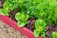 Small raised beds with Lettuces 'Dazzle' and 'Little gem pearl' and Carrots 'Resistafly'. Engalnd, June 
