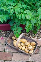 Trug of early potatoes 'Duke of York', on garden path beside raised bed of maincrop potatoes 'Pink Fir Apple'
