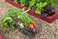 Freshly harvested produce from a small raised bed - Carrots 'Resistafly', Beetroot 'Detroit', Courgette 'Defender', Onion 'Red baron' and Radish 'French breakfast'
