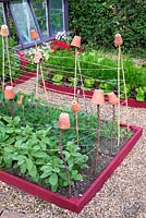Small raised beds with summer vegetable crops including broad beans, tomatoes, peas, lettuces and carrots. Showing cane supports and terracotta pots to prevent injury.