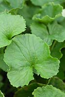 Centella asiatica  - Gotu Kola.  A medicinal herb from SE Asia.