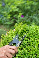 Pruning a Buxus sempervirens with shears