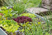 Square foot gardening in a large raised vegetable trug. Plants include Lettuce, Celery, Beetroot, Carrots and Onions