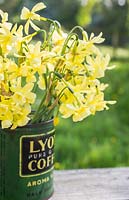 Narcissus 'Hawera' placed in a vintage coffee container