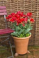 Tulipa 'Rococo' in terracotta container beside chair and willow fence