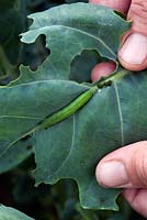 Cabbage white butterfly and pigeon damage on a brassica