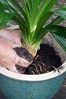 Reviving a Clivia miniata infested with mealy bug. Pot up into a larger pot