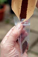 Collecting seed from Digitalis lutea and Lathyrus tingitanus. Transfer the dry seed into a sealable bag and label
