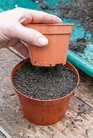 Sowing seeds of half-hardy annuals. Fill pot with compost and press it down with the base of a small pot