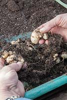 Potting up Zantedeschia rhizomes after removing from a crowded pot. Select the largest rhizomes