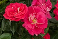 Rosa 'Perfect Match', New for 2014,  Harkness Roses, RHS Chelsea Flower Show 2014