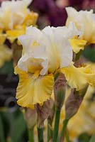 Iris 'Lingot d'Or', New for 2014, Cayeaux Iris, RHS Chelsea Flower Show 2014